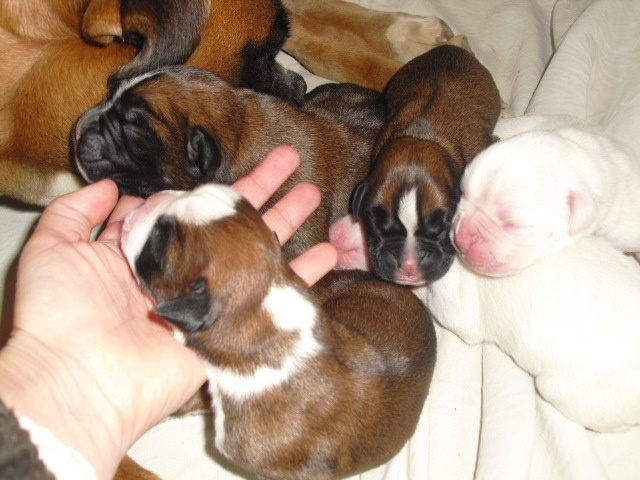 des radicals dogs - Boxer - Portée née le 31/03/2012