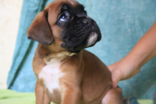 des radicals dogs - Boxer - Portée née le 05/06/2011