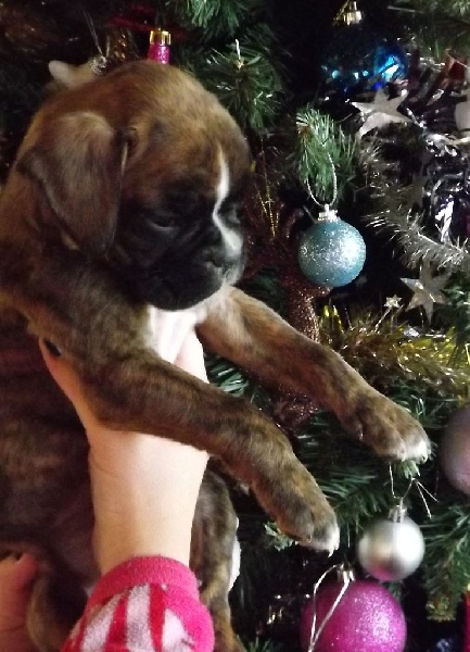 des radicals dogs - Boxer - Portée née le 17/11/2014